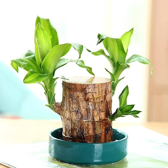 Brazilian Lucky Wood Plant