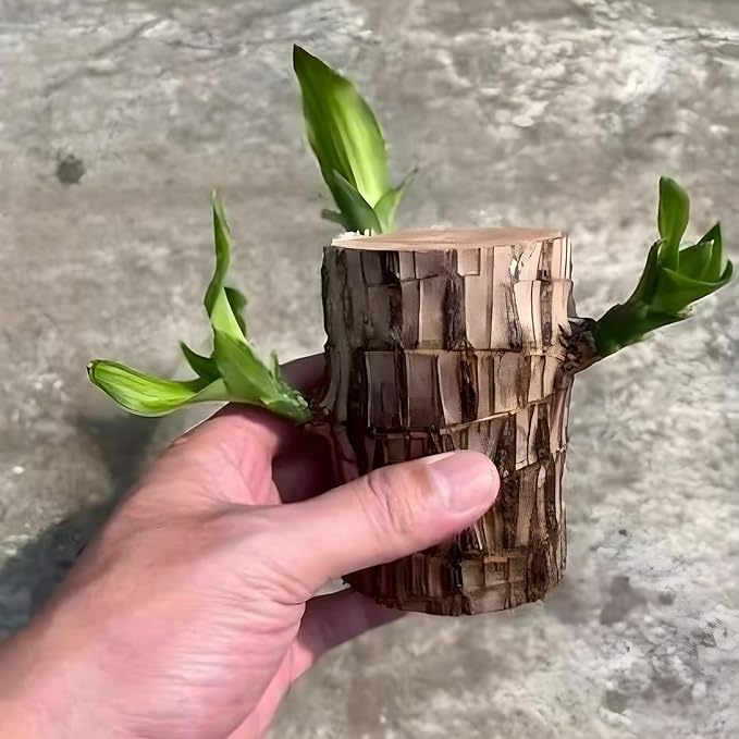 Brazilian Lucky Wood Plant